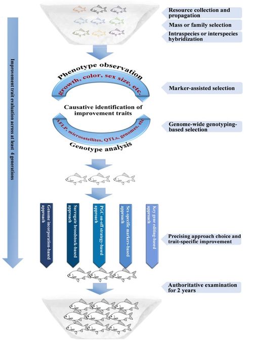 桂建芳院士團隊再度發(fā)力 在Water Biology and Security發(fā)表長文評述，重新審視魚類生物學與生物技術(shù)前景